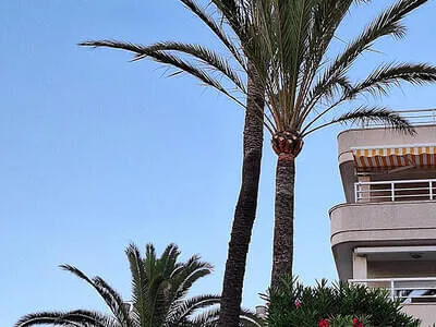 Mallorca 2025 Bild 2